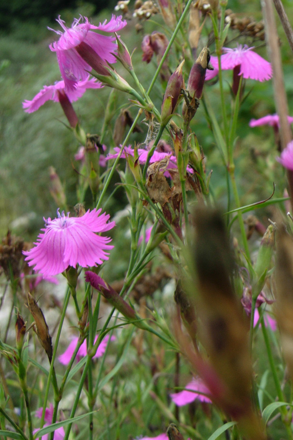 Dianthus deltoides?
